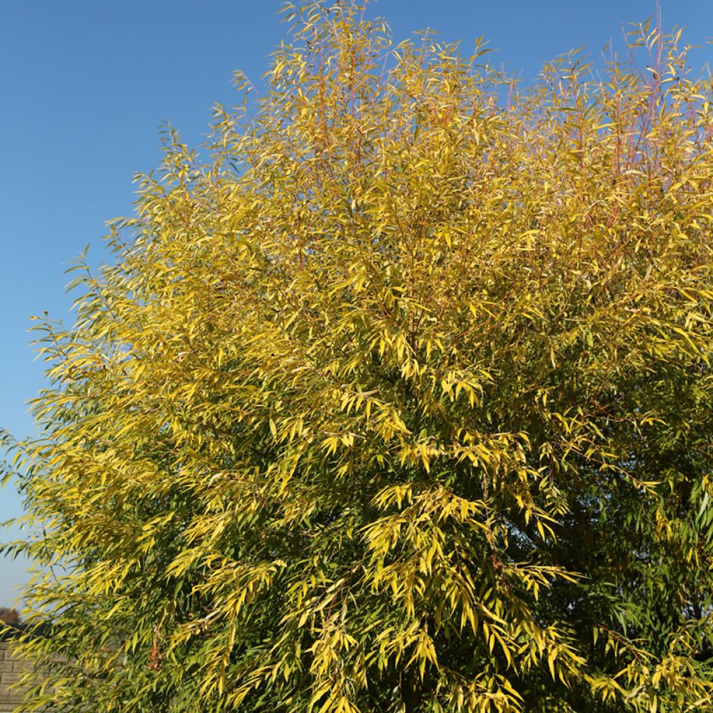 Salix alba Aurea - Sauce blanco
