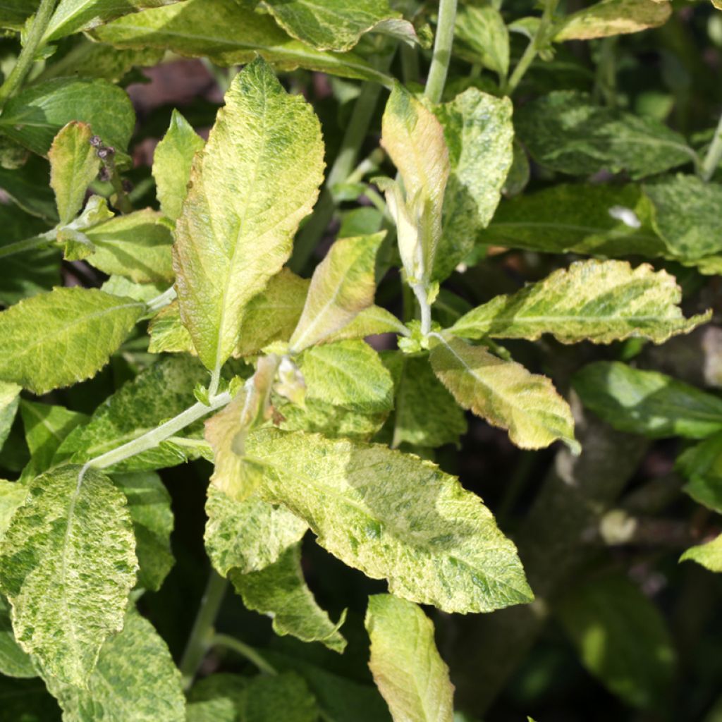 Salix aurita Büchelberg - Sauce