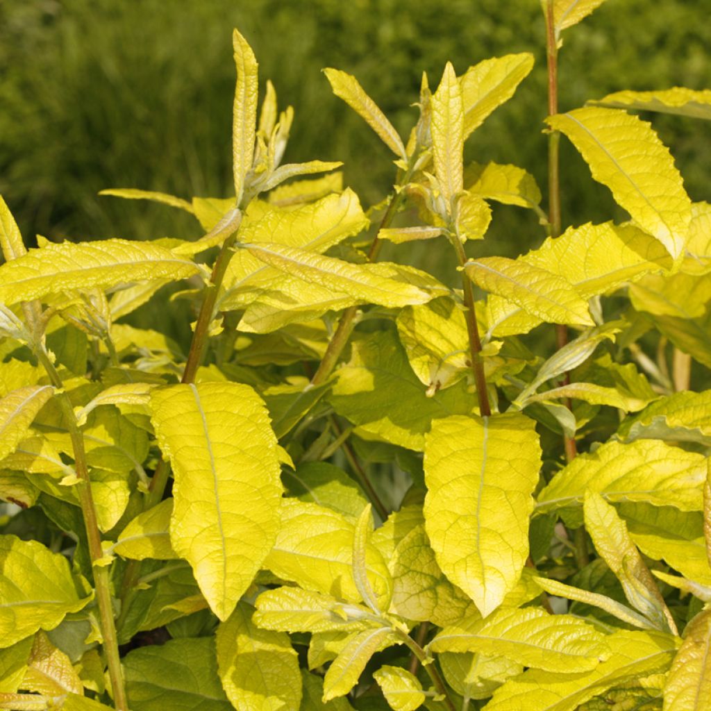 Salix caprea Ogon - Sauce cabruno