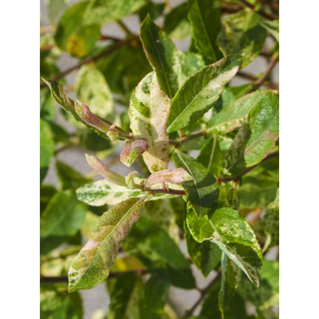 Salix cinerea Tricolor - Sauce ceniciento