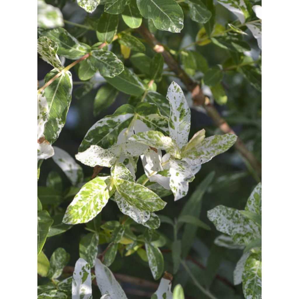 Salix cinerea Tricolor - Sauce ceniciento