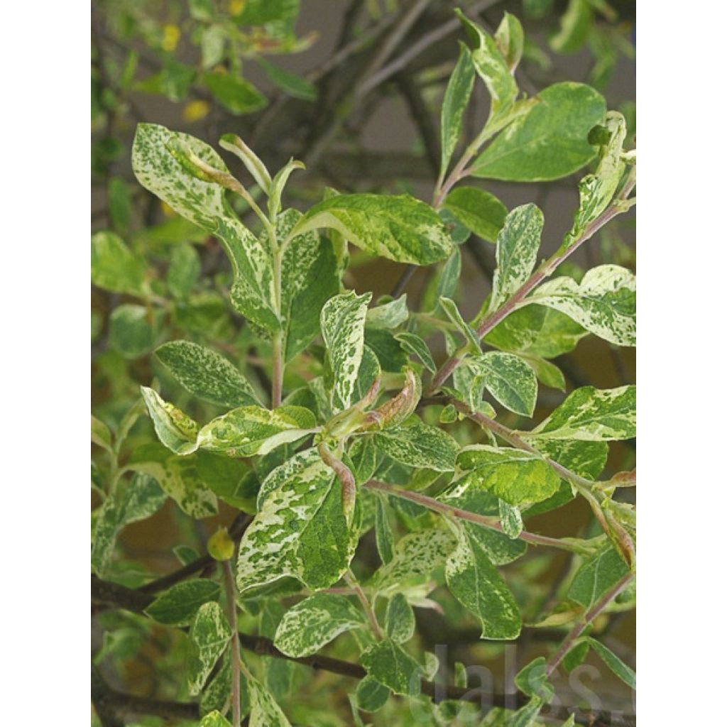 Salix cinerea Tricolor - Sauce ceniciento