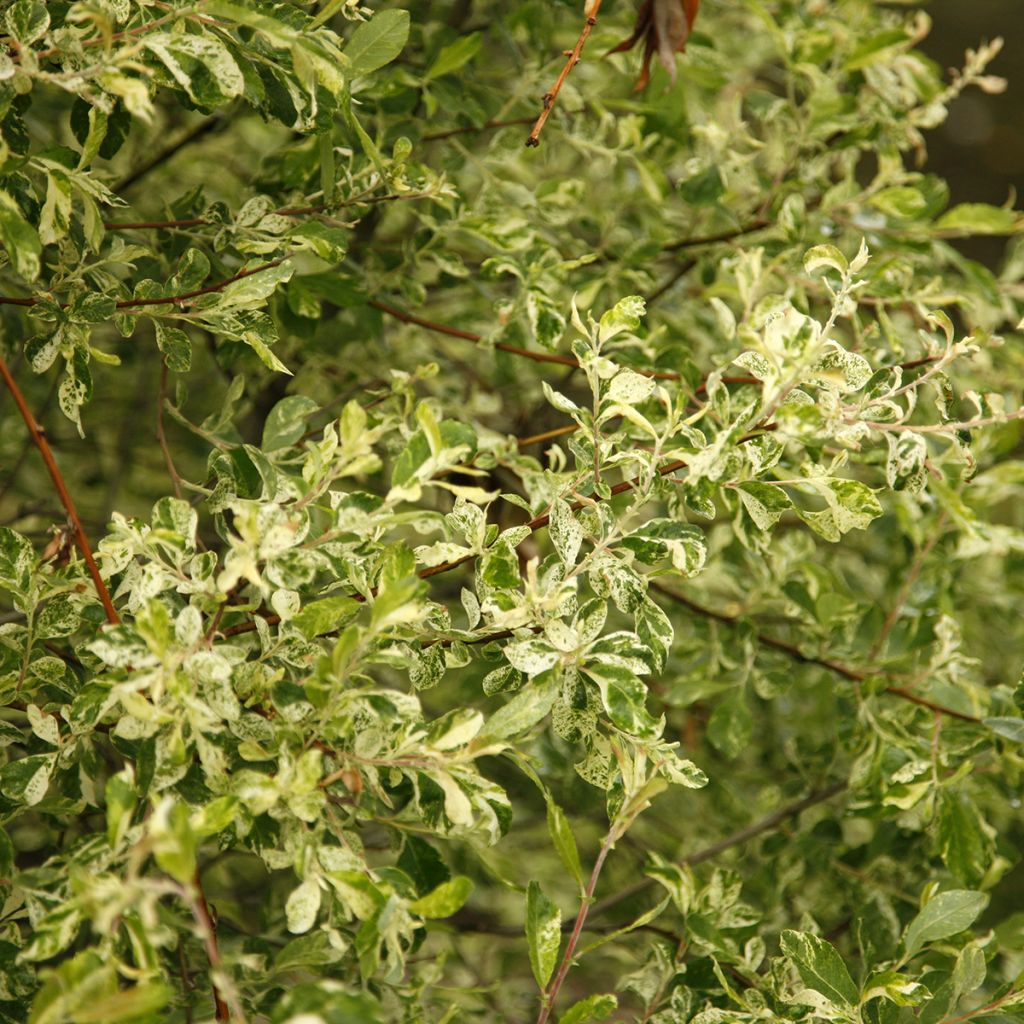 Salix cinerea Tricolor - Sauce ceniciento