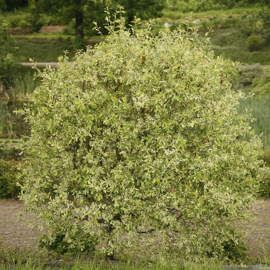 Salix cinerea Tricolor - Sauce ceniciento