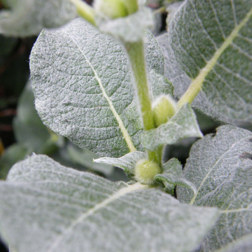 Salix lanata - Sauce