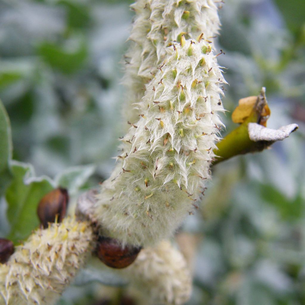 Salix lanata - Sauce