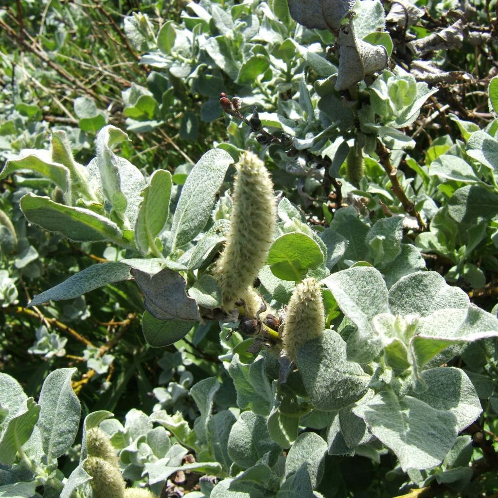 Salix lanata - Sauce