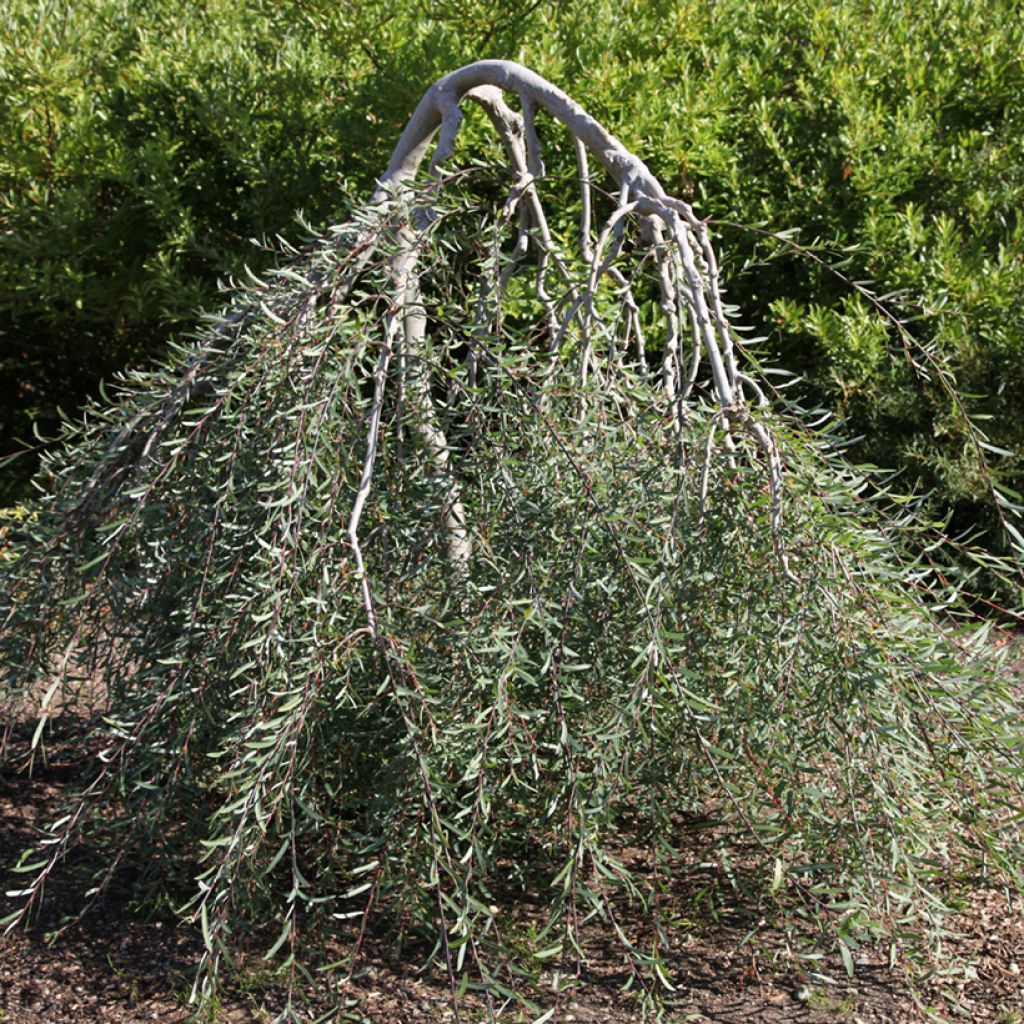 Salix purpurea Pendula - Mimbrera púrpura