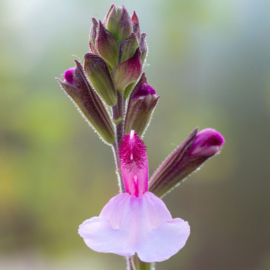 Salvia Dyson's Joy