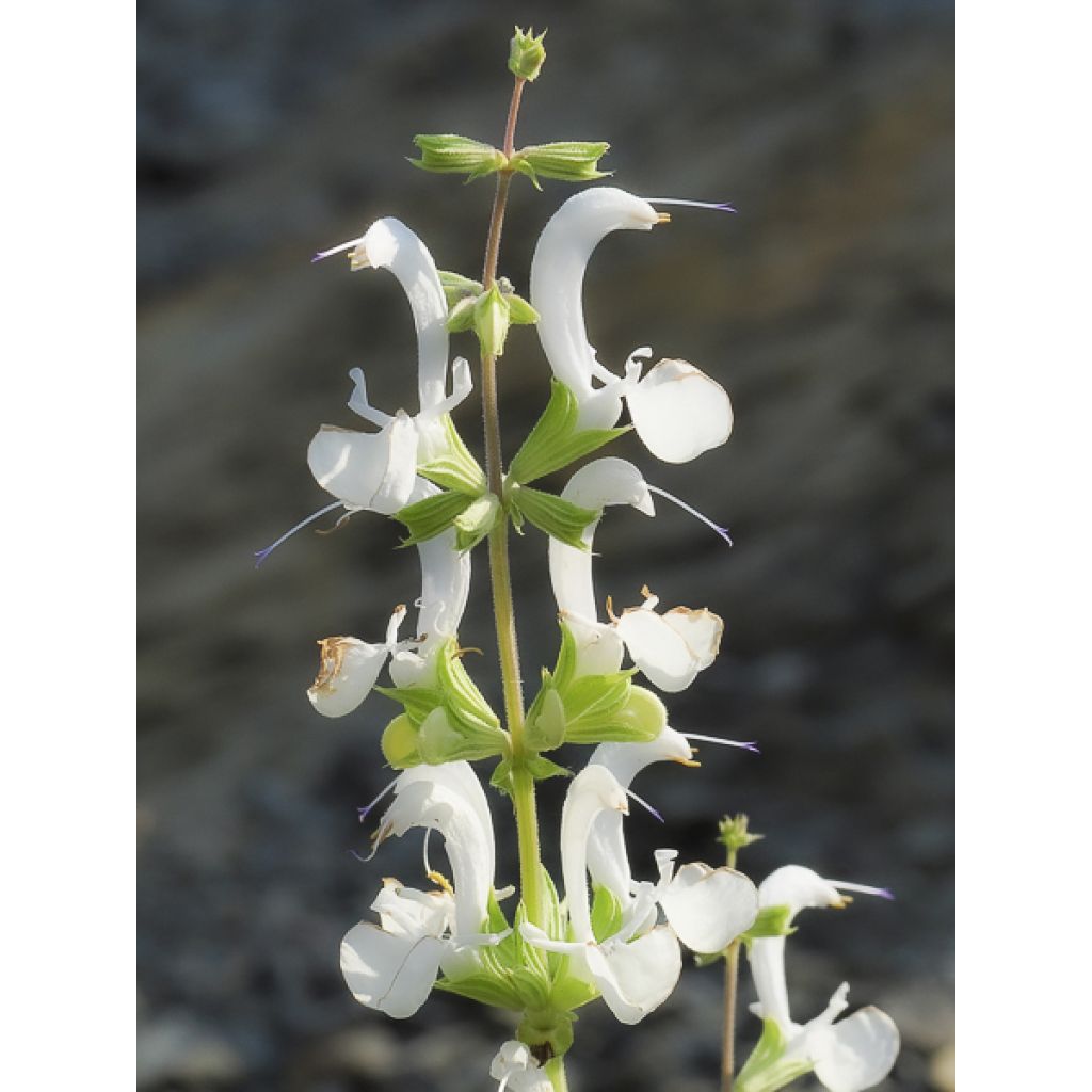 Salvia candidissima