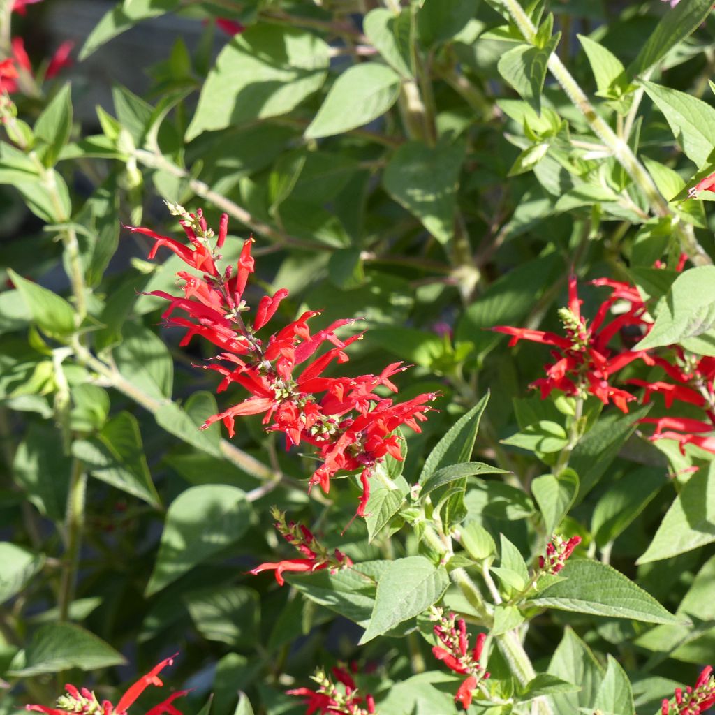 Salvia piña Ananas