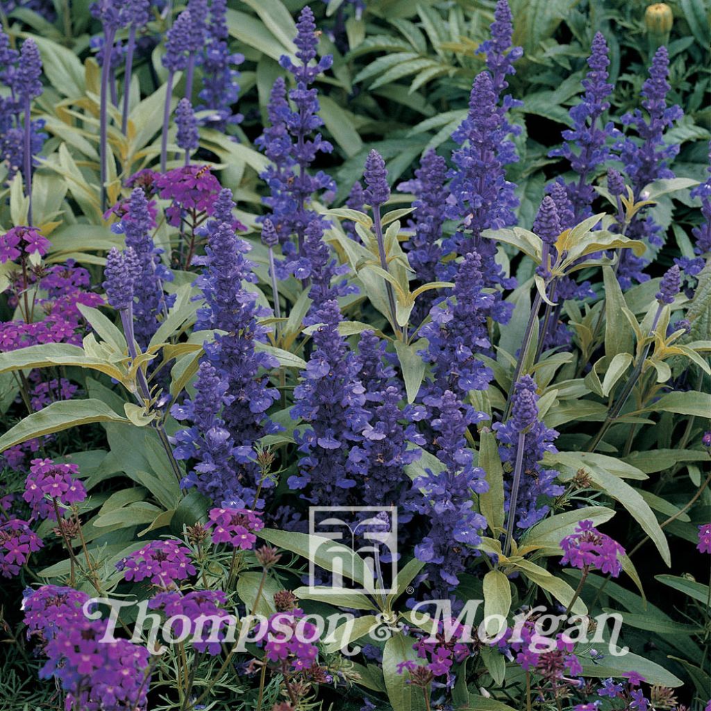 Salvia Farinacea Victoria