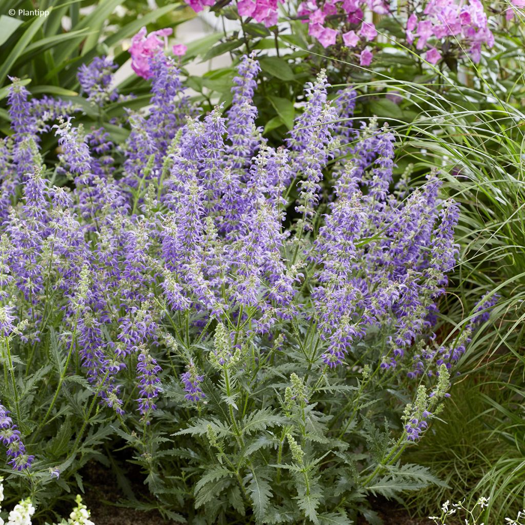 Salvia Feathers Peacock