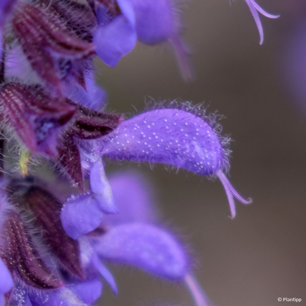 Salvia Feathers Peacock