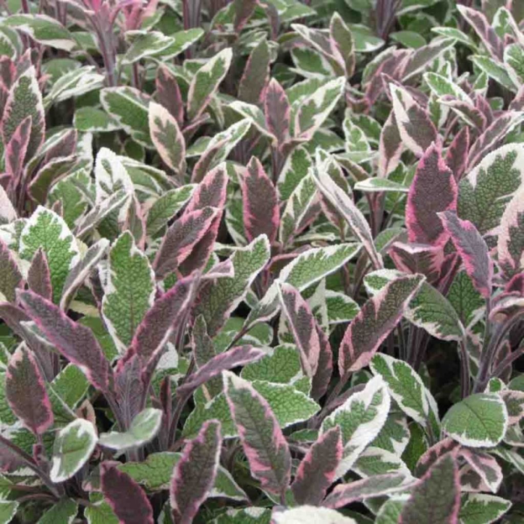 Salvia real Tricolor