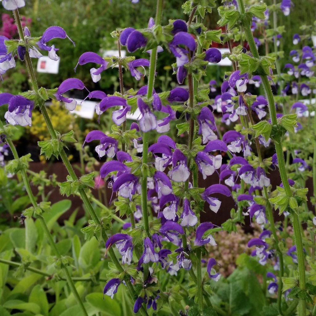 Salvia pratensis Madeline - Salvia de prados