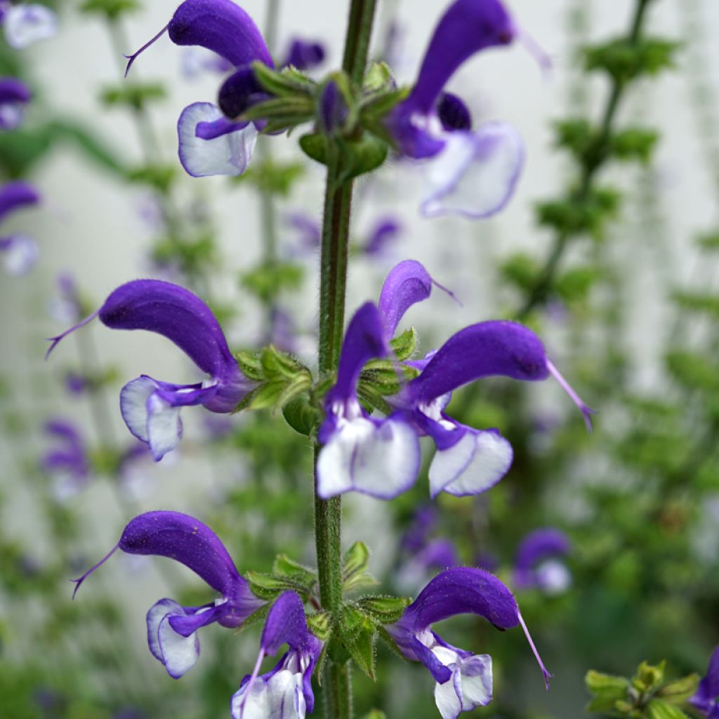Salvia pratensis Madeline - Salvia de prados
