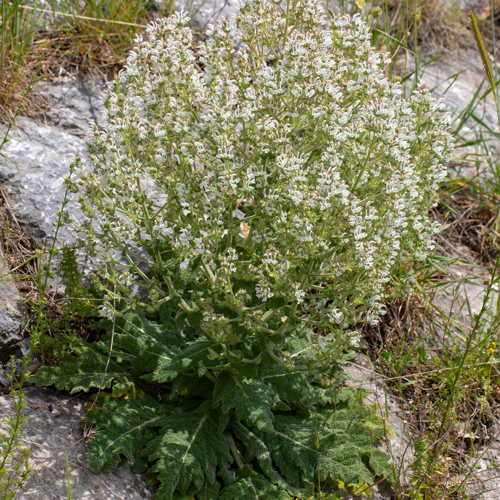 Salvia aethiopis