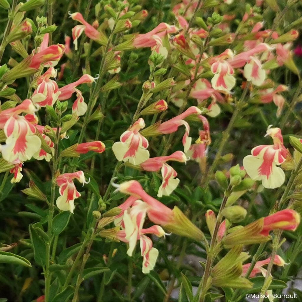 Salvia jamensis Belle de Loire