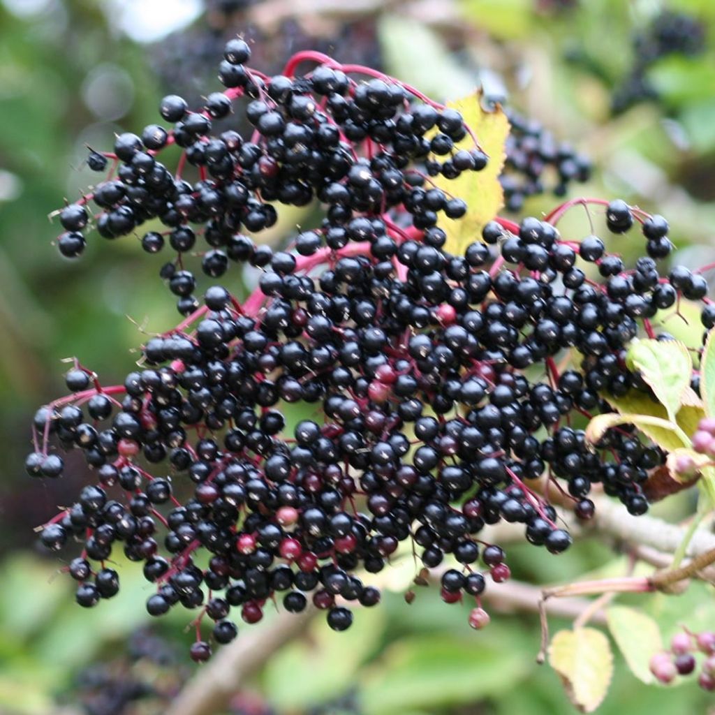 Saúco negro - Sambucus nigra