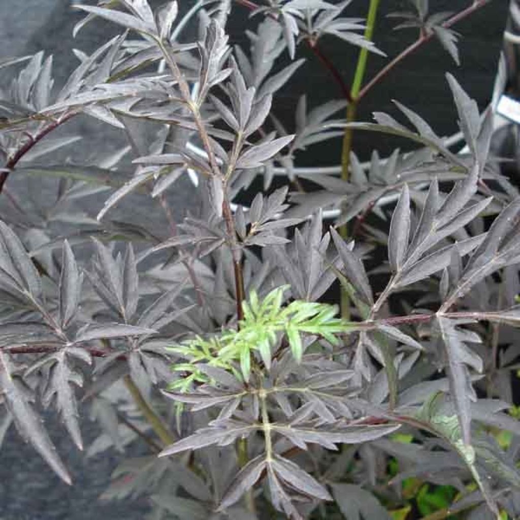 Saúco negro Black Lace - Sambucus nigra