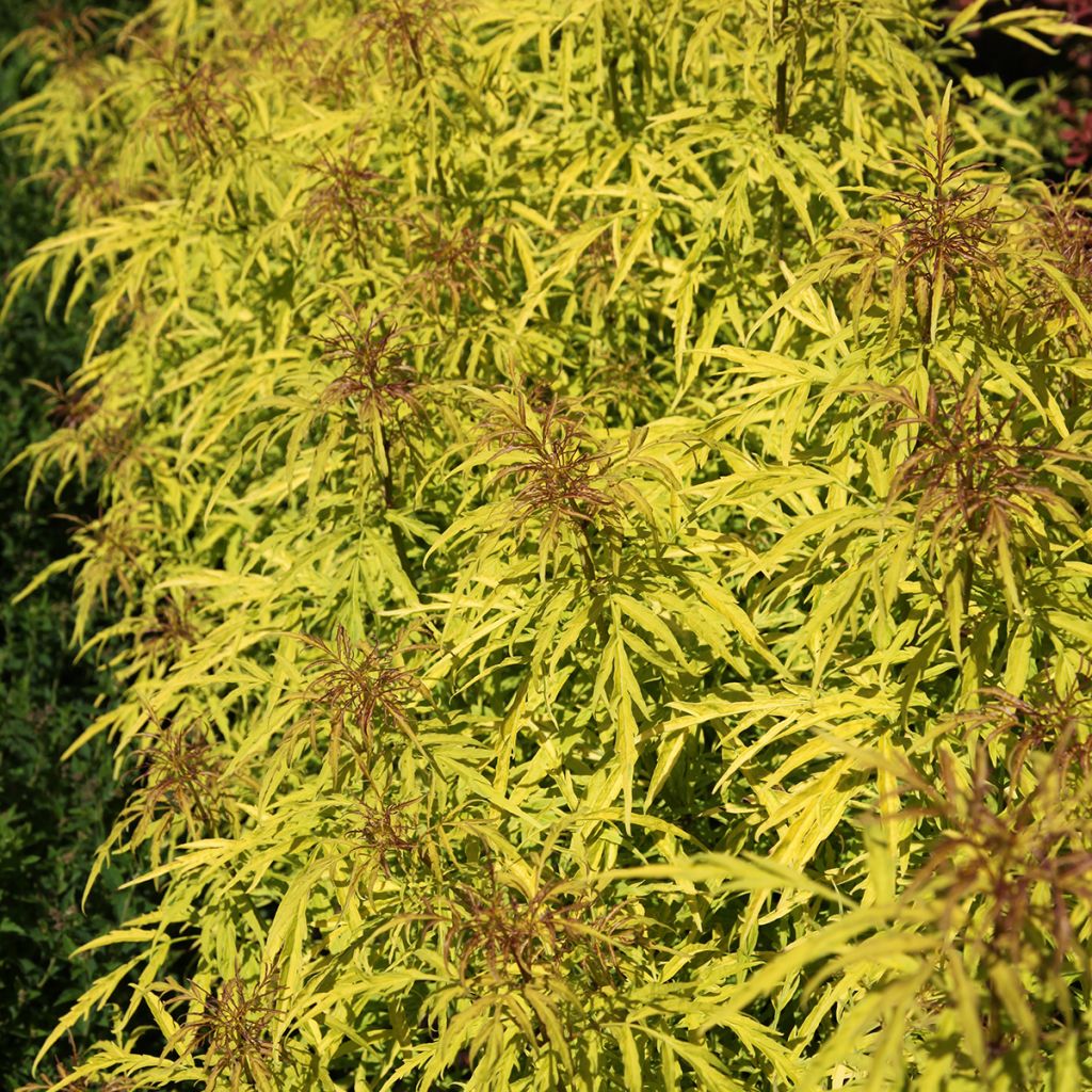 Saúco rojo Goldenlocks - Sambucus racemosa