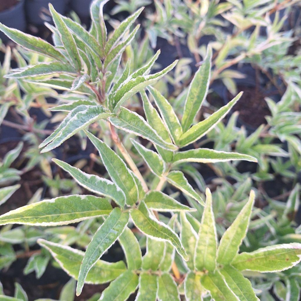Saúco negro Aureomarginata - Sambucus nigra