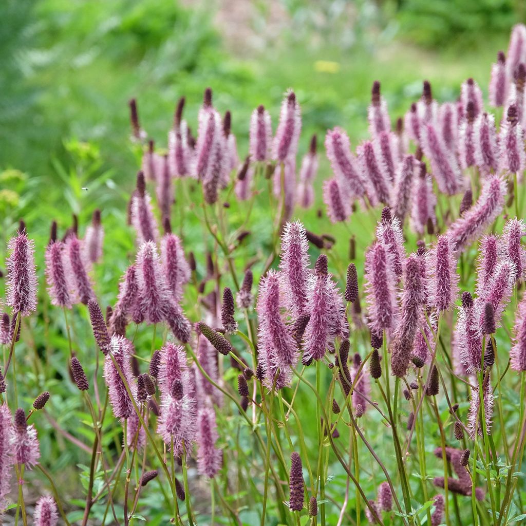 Sanguisorba Wake Up
