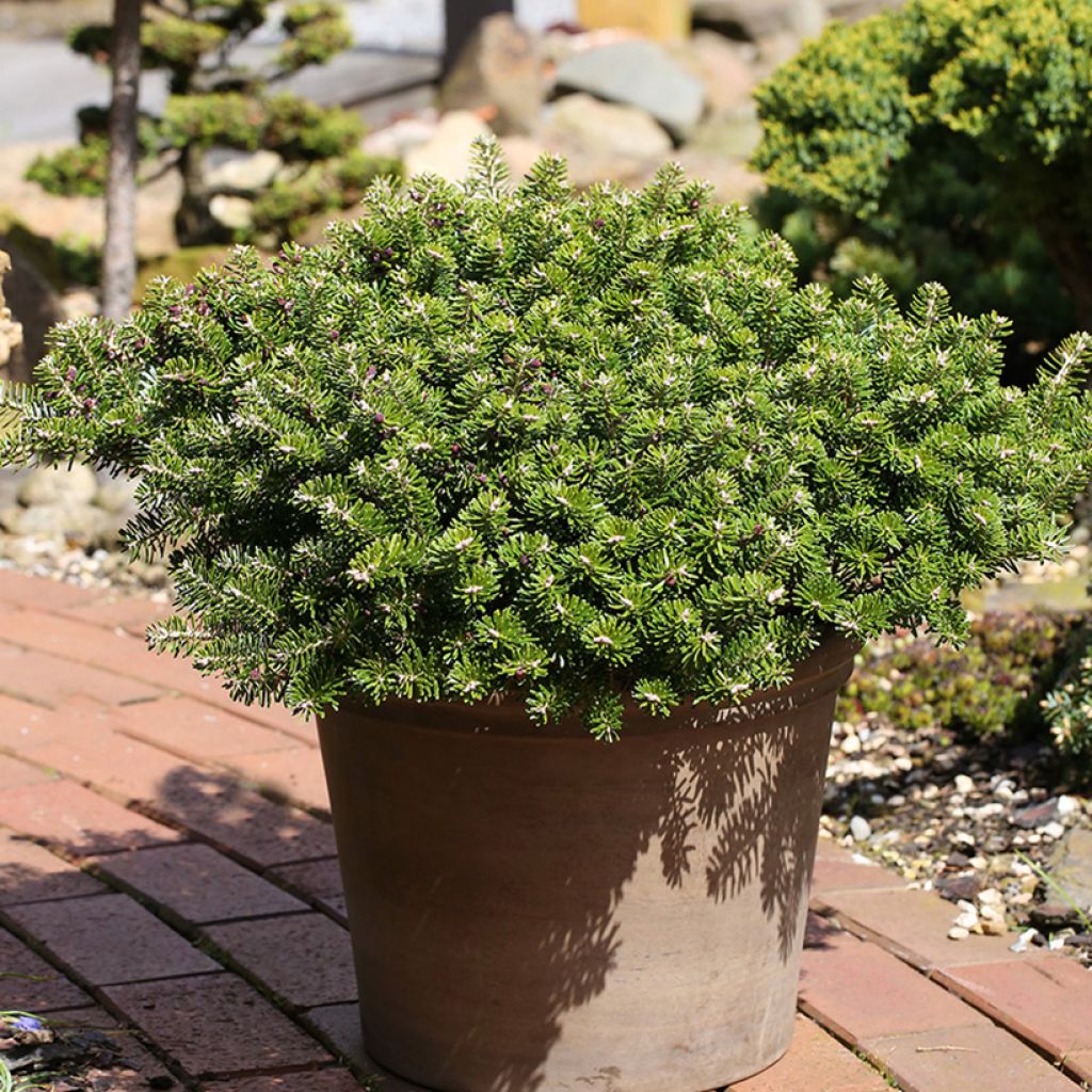 Abies koreana Green Carpet - Abeto de Corea