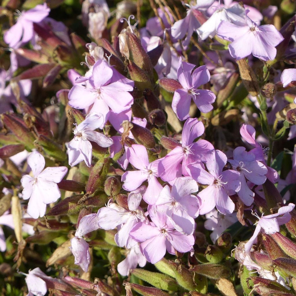 Saponaria Max Frei - Saponaria