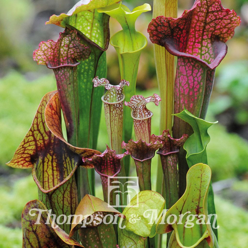 Sarracenia New Hybrids en mélange (Attrape-Mouches de Vénus)