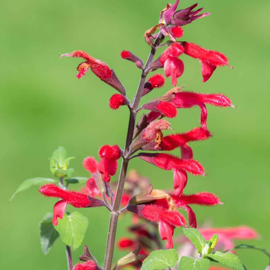Salvia piña Ananas