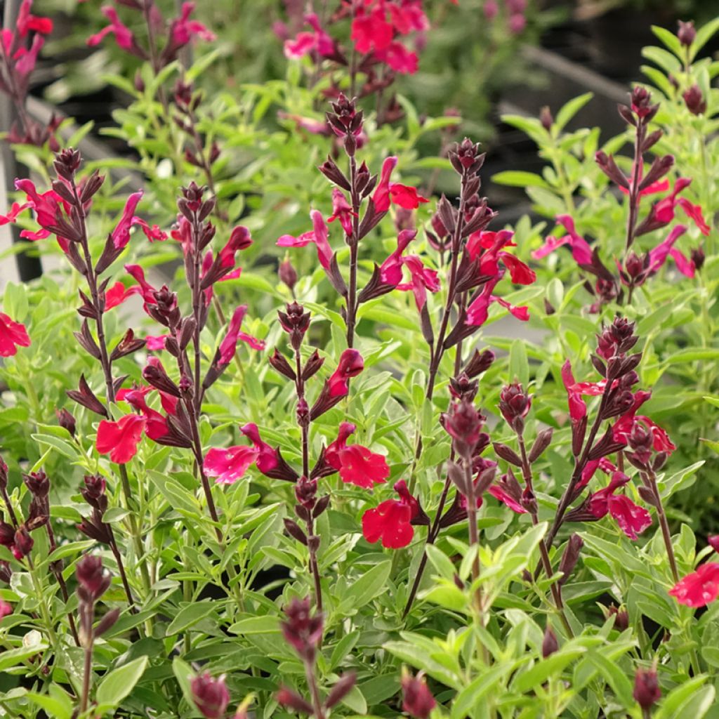 Salvia greggii Mirage Burgundy - Salvia de otoño