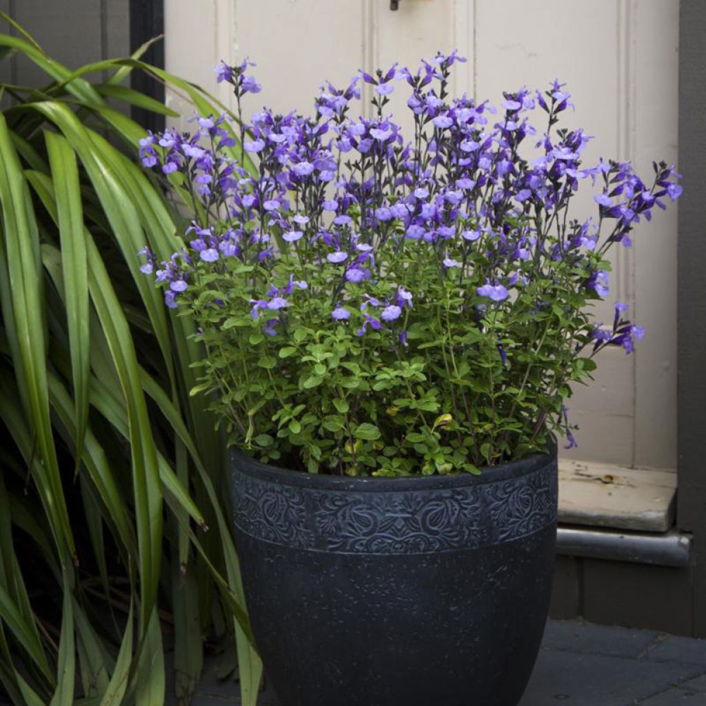 Salvia microphylla So Cool Pale Blue - Salvia rosa