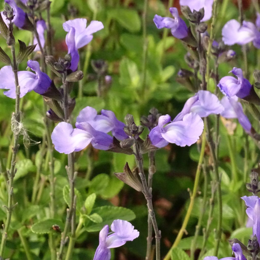 Salvia microphylla So Cool Pale Blue - Salvia rosa