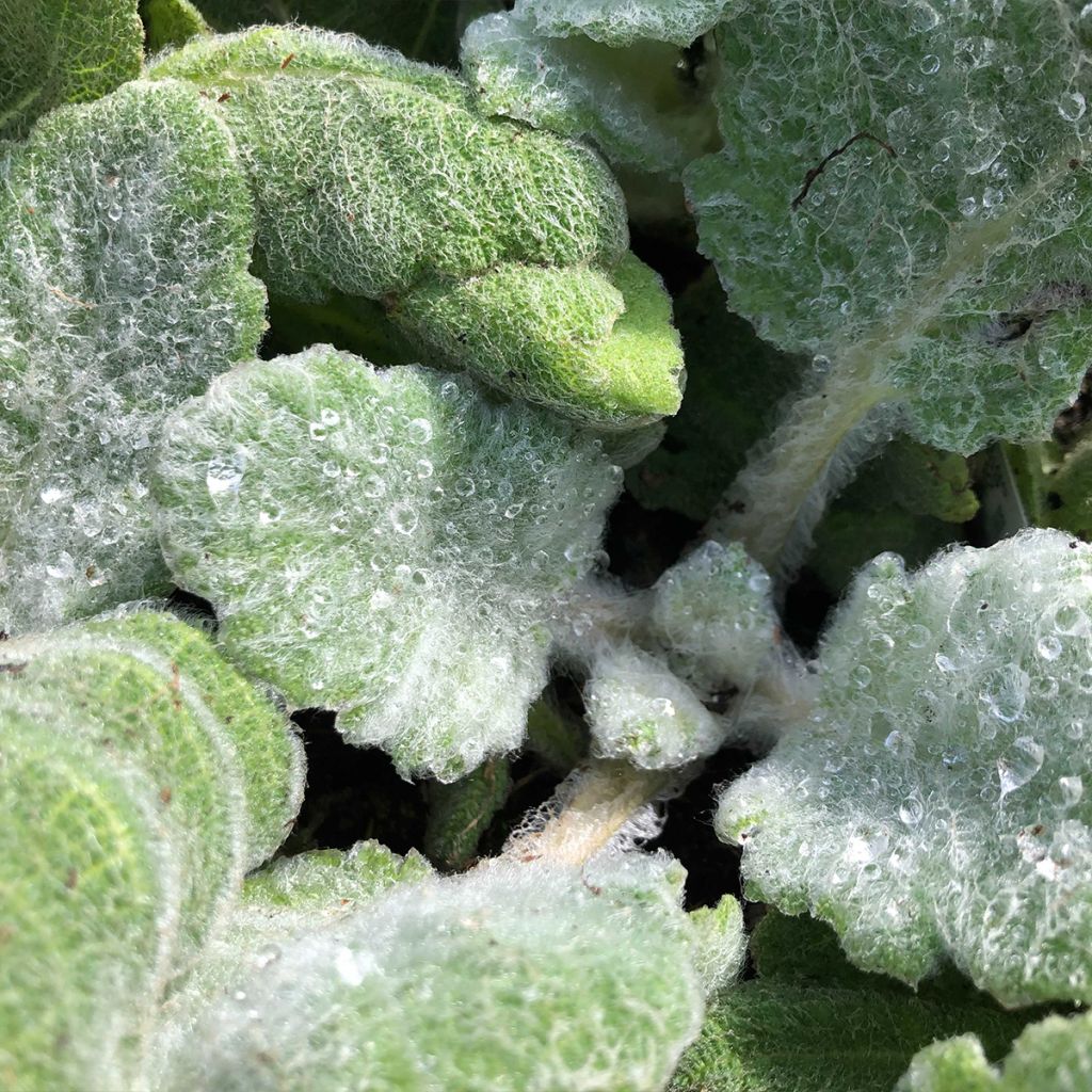 Sauge argentée - Salvia argentea