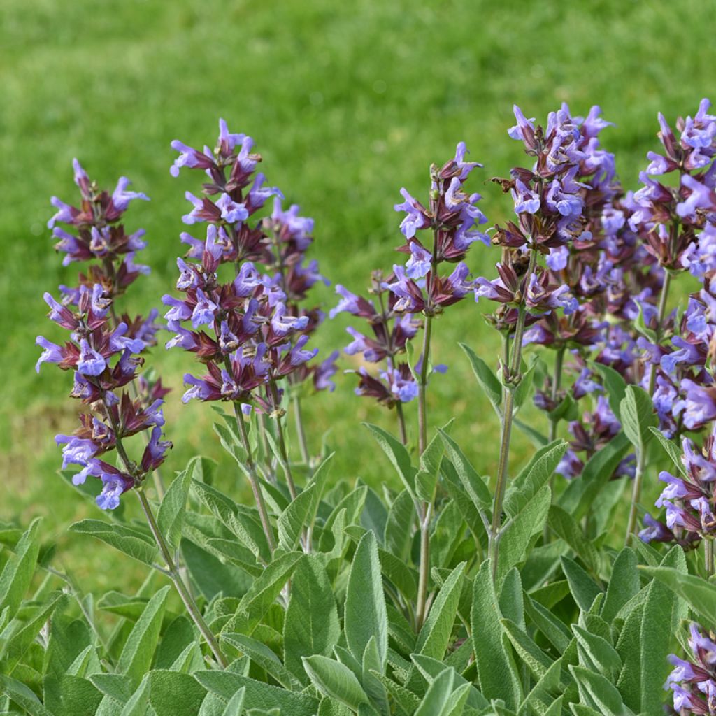 Salvia real - Salvia officinalis