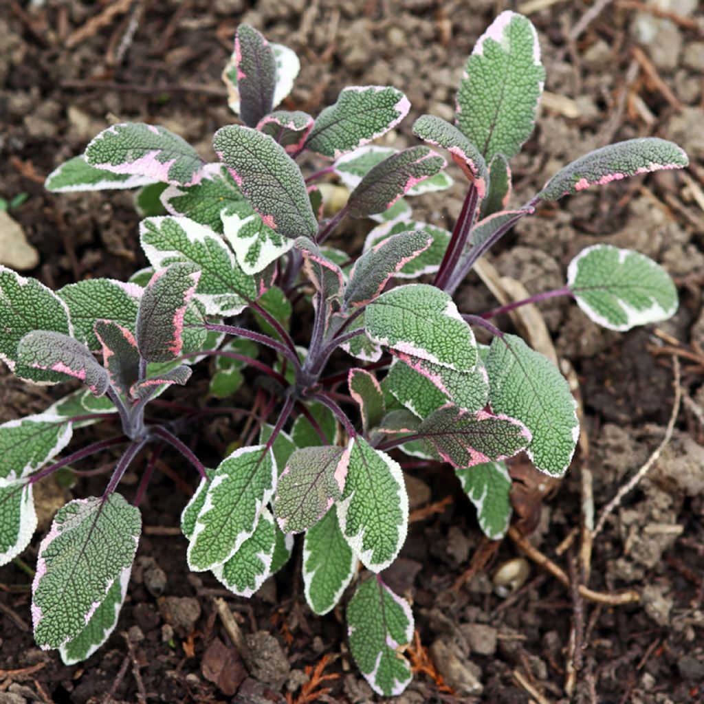 Salvia real Tricolor