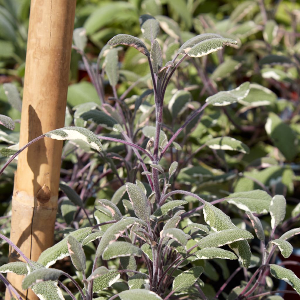 Salvia real Tricolor