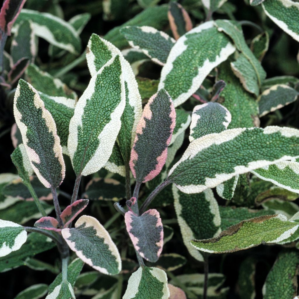 Salvia real Tricolor