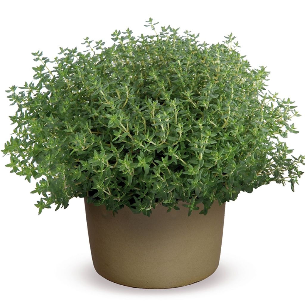 Tomillo Compactus Bio