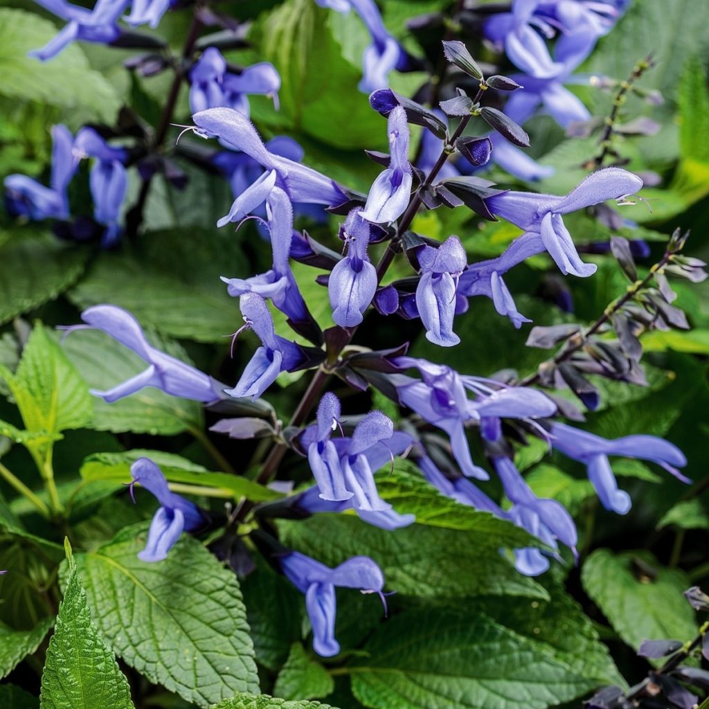 Salvia Rockin' Sky Blue