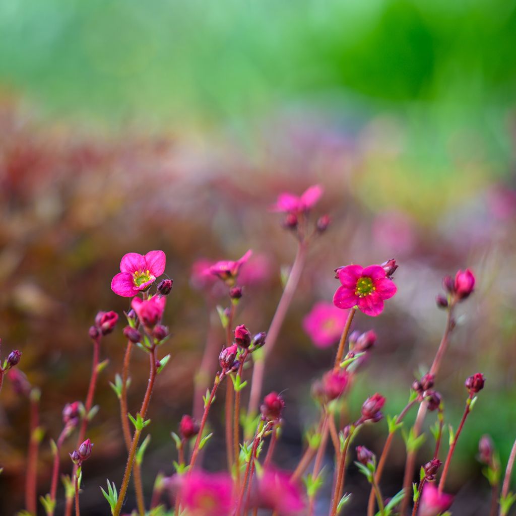 Saxifraga arendsii Peter Pan - Saxífraga