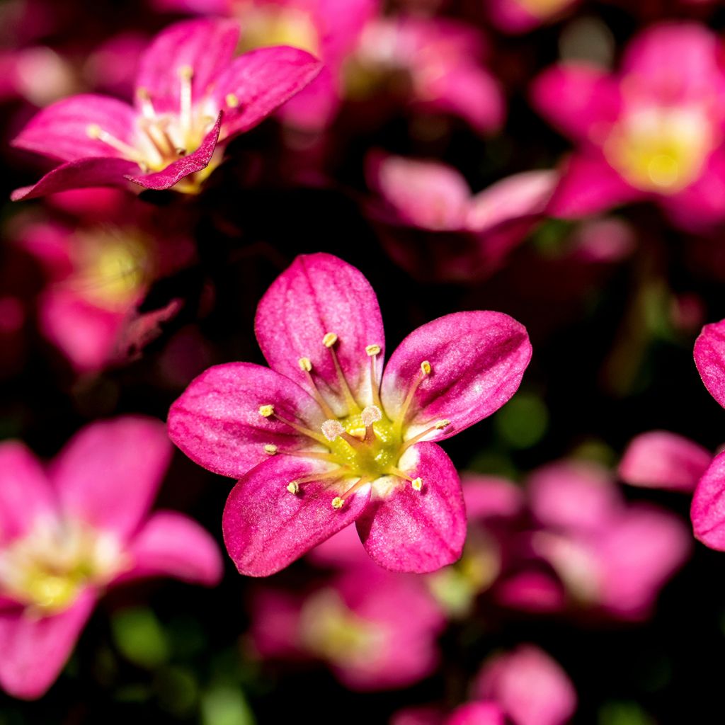 Saxifraga arendsii Peter Pan - Saxífraga