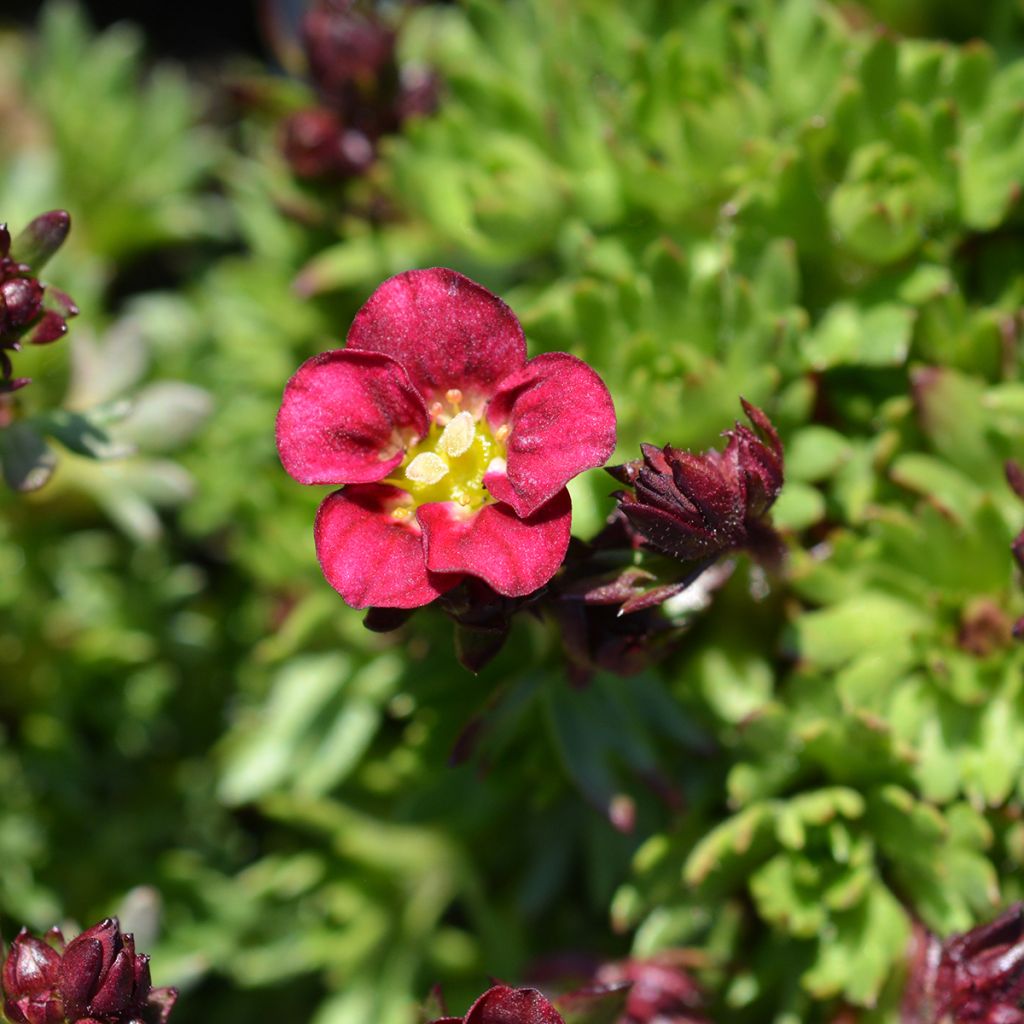 Saxifraga arendsii Peter Pan - Saxífraga
