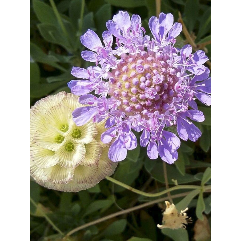 Scabiosa cretica - Escabiosa