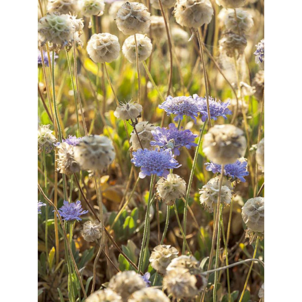 Scabiosa cretica - Escabiosa