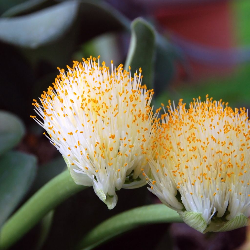 Scadoxus o haemanthus albiflos - Flor de sangre