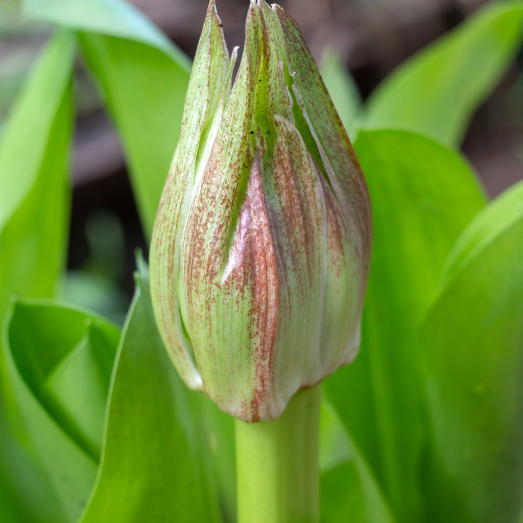 Scadoxus o Haemanthus multiflorus
