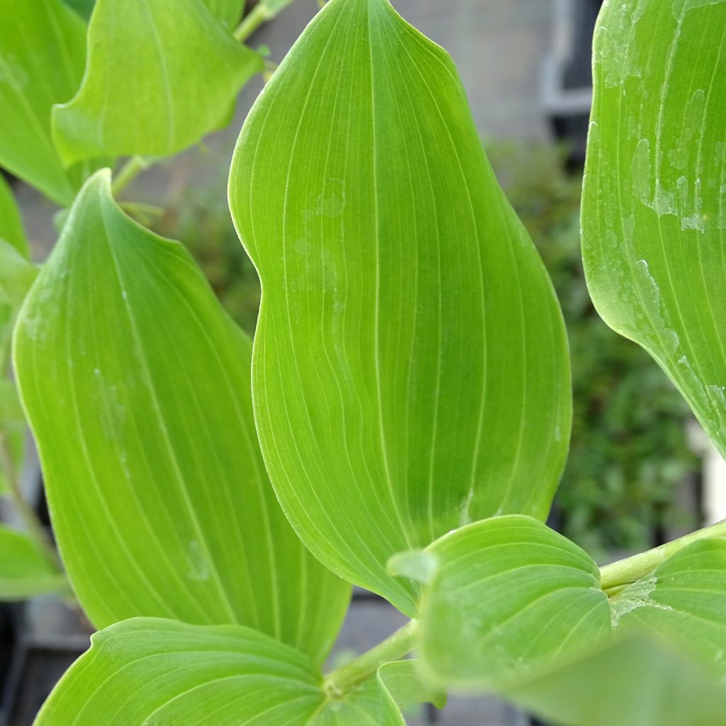 Polygonatum multiflorum - Sello de Salomón